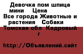 Девочка пом шпица мини  › Цена ­ 30 000 - Все города Животные и растения » Собаки   . Томская обл.,Кедровый г.